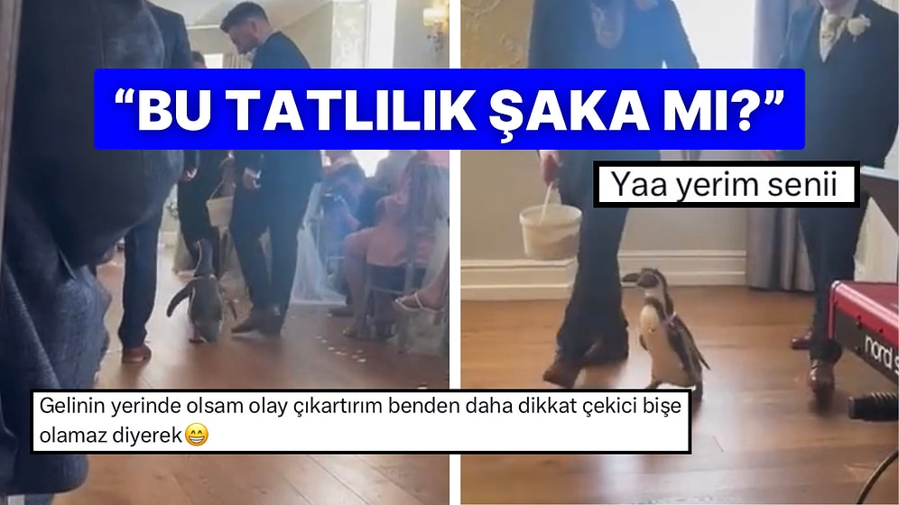 Daha Önce Bu Kadar Tatlı Bir Düğün Davetlisi Görmediniz: Yüzükleri Taşıma Görevini Üstlenen Paytak Penguen!