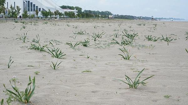 Bazı vatandaşlar ise sahildeki tüm kum zambaklarının koruma altına alınması gerektiğini ifade etti.