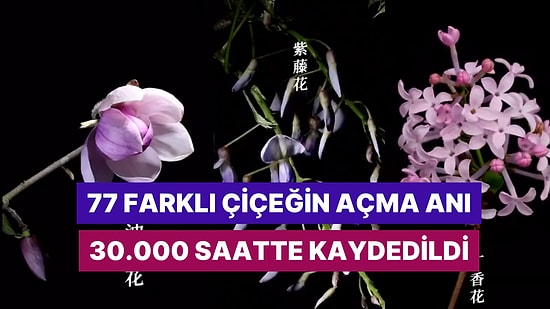 Çiçeklerin Büyüleyici Ahengi: Yetmiş Yedi Farklı Çiçeğin Açma Anı Otuz Bin Saatte Kaydedildi