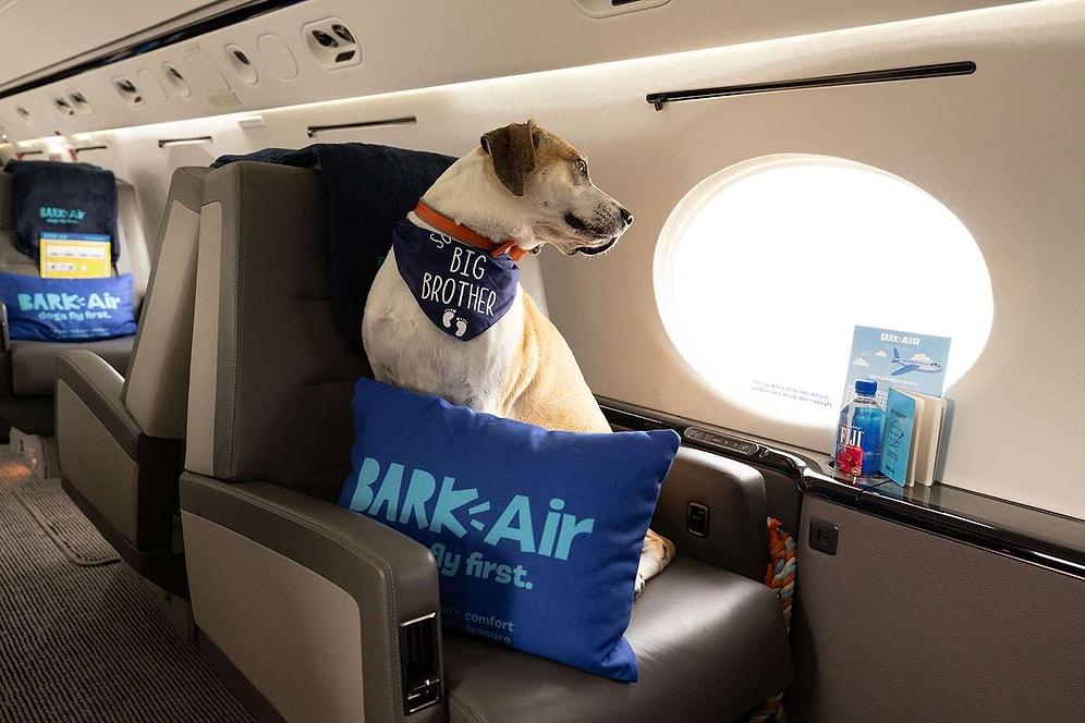 'Bark Air' Successfully Completes Its Inaugural Flight