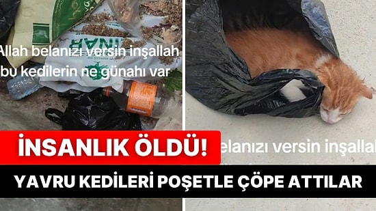 Yavru Kedileri Poşetle Bağlayarak Çöpe Attılar: Kedi Seslerini Duyan Vatandaş Yardıma Koştu