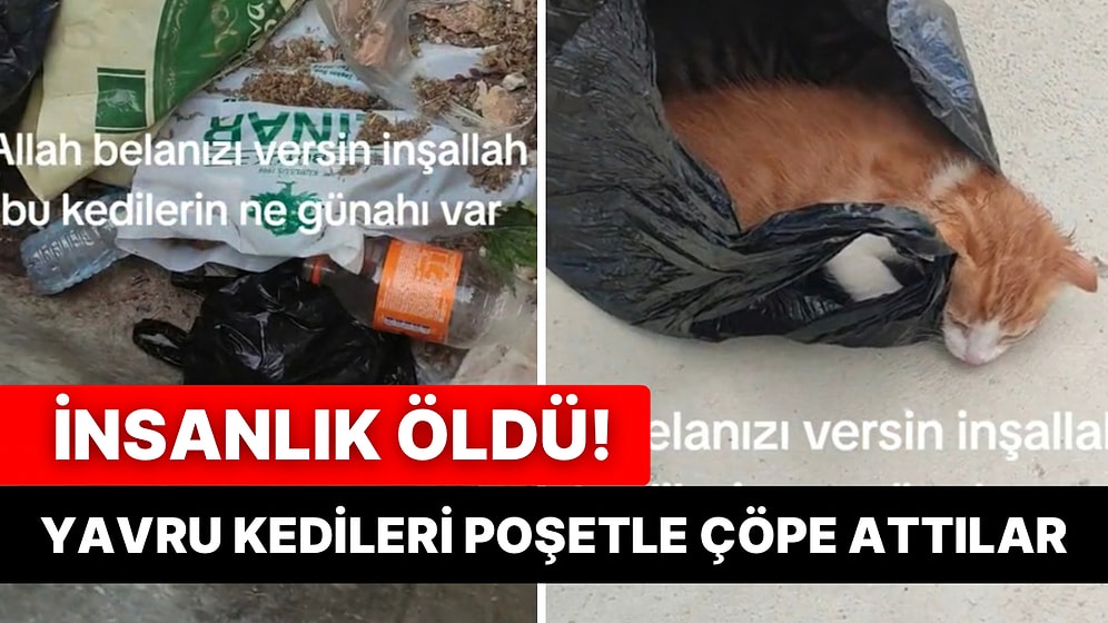 Yavru Kedileri Poşetle Bağlayarak Çöpe Attılar: Kedi Seslerini Duyan Vatandaş Yardıma Koştu