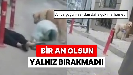 Bir An Olsun Yalnız Bırakmadı! Yüksek Dozdan Kendini Kaybeden Sahibinin Yanından Ayrılmadı