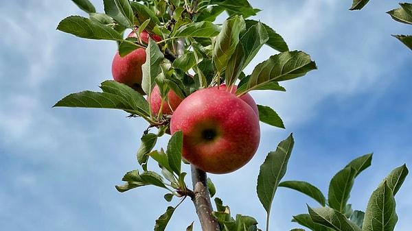 Araştırmalar elma sirkesinin tokluk hissini artırarak kalori alımının azalmasına ve kilo kaybına yol açabileceğini göstermektedir.