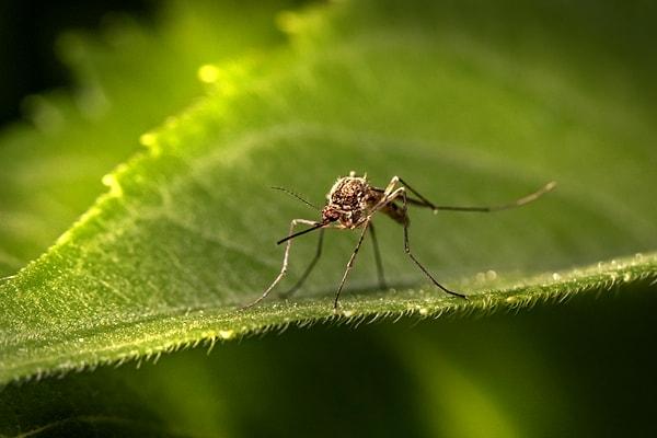 Dişi sivrisinekler hortumlarını kan damarlarını bulmak ve kan almak için kullanırlar.