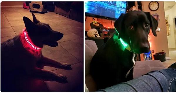 14. Enerji dolu bir LED köpek tasmasıyla, sizin ya da arkadaşınızın köpeğini şımartmaya ne dersiniz?