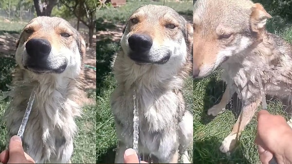 TikTok'ta kurt köpeğini hortumla yıkayan bir kişinin videosu gündem oldu. Yıkanan köpeğin gülümsediği anlar kameralara yansıdı.