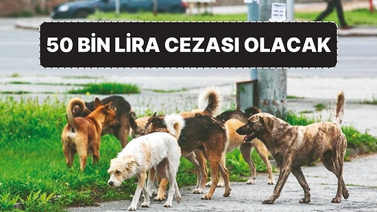Sokak Hayvanları Yasası: Sokağa Terk Edene Büyük Ceza Geliyor