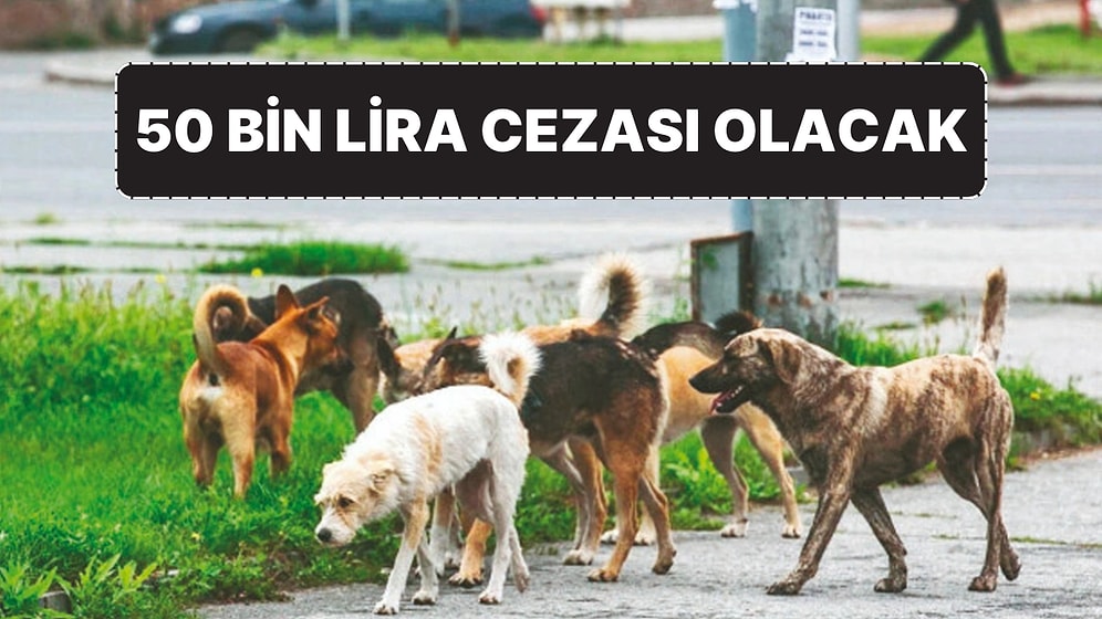 Sokak Hayvanları Yasası: Sokağa Terk Edene Büyük Ceza Geliyor