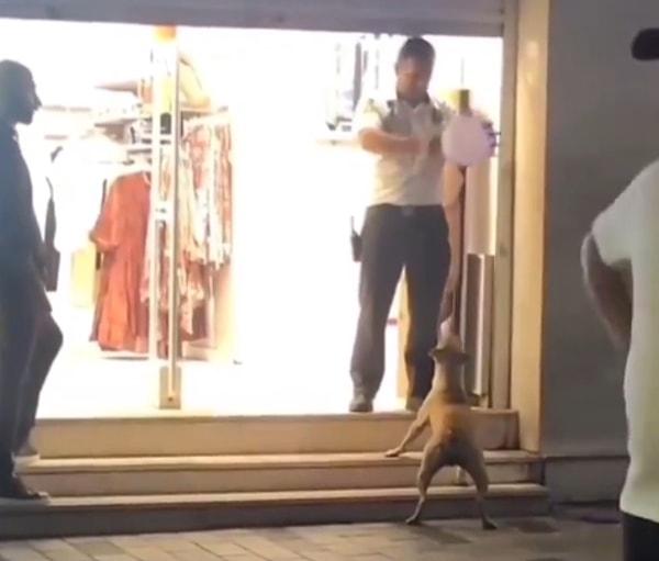 İstanbul, Beyoğlu'nda bir köpek, mağaza güvenliğinin önünde durdu. Güvenlik, köpeğin oynaması için balon şişirdi.