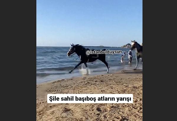 Şile'de sahibinden kaçan iki at, plaja daldı.