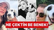 Üç Kadın Bir Köpek: Kaan Yıldırım'ın Aşk Hikayelerinde Yanan İsim Herkesle Poz Veren Köpeği Benek Oldu!