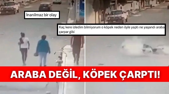 Kayıt Olmasa İnandıramazlar! Yolda Yürüyen Kadınlara Çarpan Köpekler Trafik Kazalarını Aratmadı