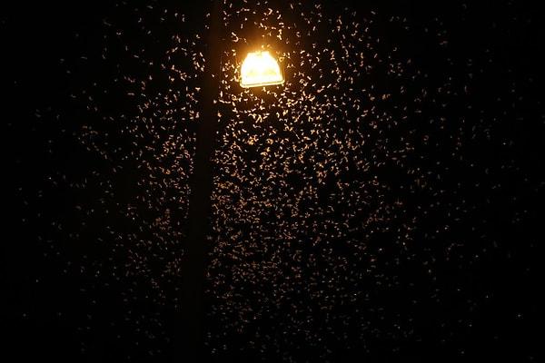 Adapazarı ilçesindeki Sakarya Köprüsü üzerinde bulunan aydınlatma direklerinin çevresinde toplanan binlerce sinek, çiftleşerek ölmeye başladı.
