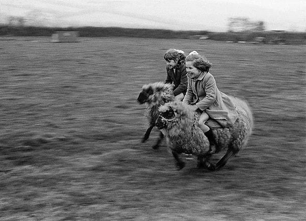 15. Cornwall, İngiltere'de koyunların üzerinde dörtnala giden iki kız. (1969)