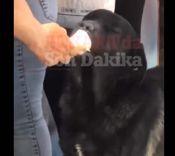 Bir sokak köpeğine dondurma ısmarlayan vatandaşı görenler bu durumu ilgiyle izledi. Köpek, dondurmayı öyle iştahla ve mutlulukla yedi ki, o anlar kayıt altına alındı.