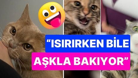 "Kedimin Beni Döverken Yüzündeki Hırsa Bakın" Dedi, Sosyal Medya Çılgın Kedi Fotoğraflarıyla Doldu Taştı!