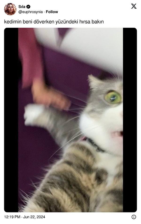 X platformundaki '@euphrosynia' adlı hesabın yaptığı "Kedimin beni döverken yüzündeki hırsa bakın" paylaşımı kısa zamanda birbirinden eğlenceli kedi görüntülerinin buluşma noktası oldu.