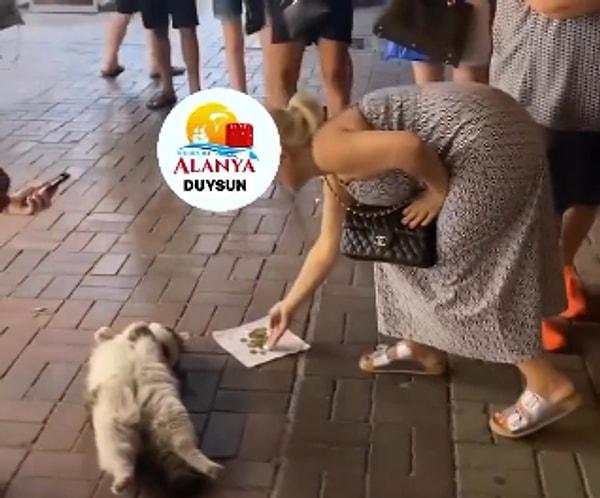 Zeki bir Türk kedisi, ölü taklidi yaparak sokaktan geçen turistlerden mama parası topladı.