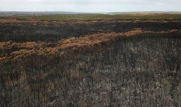 8. Orman yangınları Avustralya'da yaşamın bir parçasıdır ve genellikle iklim değişikliğinden değil yıldırım düşmesinden kaynaklanır.