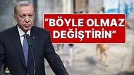 Cumhurbaşkanı Erdoğan’dan Sokak Hayvanları İçin Yeni Talimat