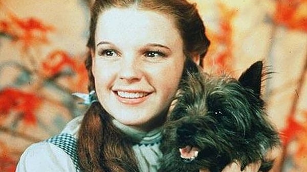 7. Bunu bilirsin diye düşünüyoruz: "Oz Büyücüsü" (The Wizard of Oz) filminde Dorothy'nin köpeğinin adı nedir?