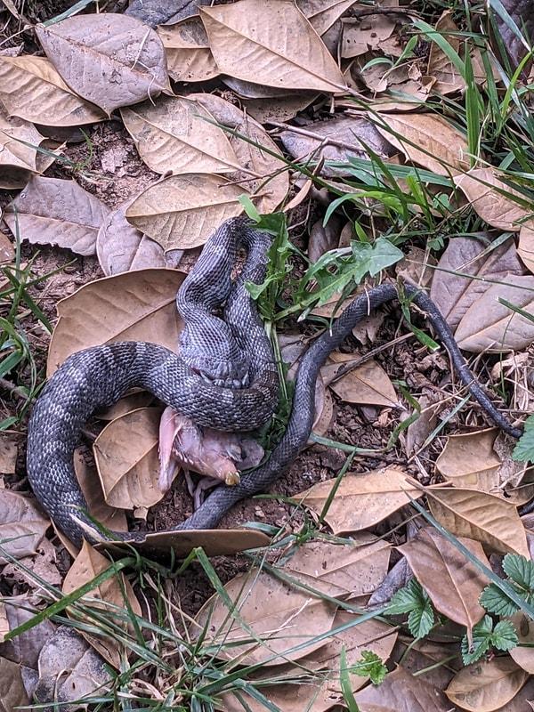 8. Acımasızca yavru bir kuşu yiyen bu yılan: