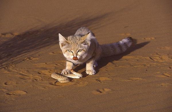 6. Sahra çölünde engerek yiyen şirin olduğu kadar vahşi kum kedisi!