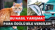 Bu Nasıl Bir Vicdansızlık? Yeni Zelanda'daki 'Kedi Öldürme Yarışması'nda 370 Yabani Kedi Öldürüldü!
