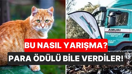 Bu Nasıl Bir Vicdansızlık? Yeni Zelanda'daki 'Kedi Öldürme Yarışması'nda 370 Yabani Kedi Öldürüldü!