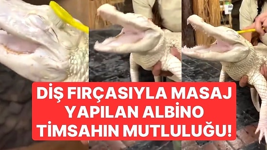 Diş Fırçasıyla Masaj Yapılan Albino Timsahın Mutluluğu İzleyenleri Güldürdü!