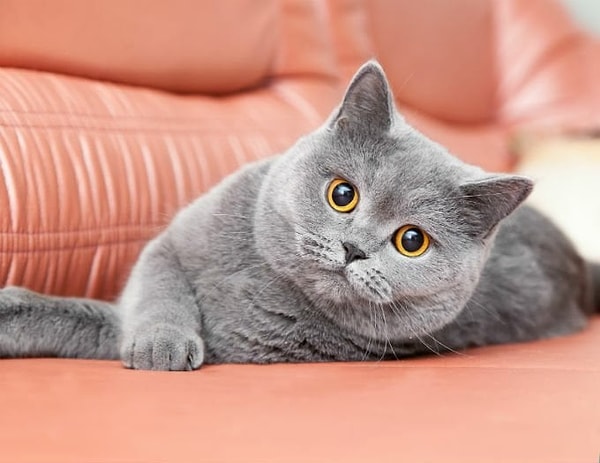 British Shorthair!