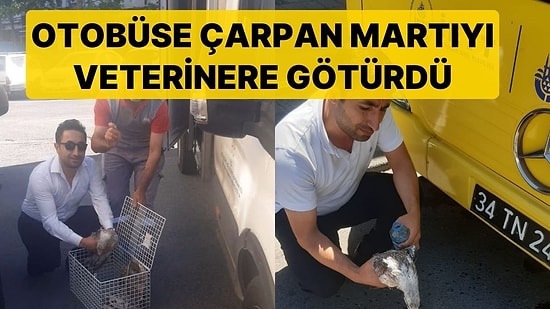 İETT Şoföründen Örnek Davranış: Otobüse Çarpan Martıyı Veterinere Götürdü