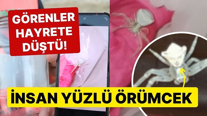 İnsan Yüzlü Örümcek Görenleri Hayrete Düşürdü: Kavanoza Alıp Beslemeya Başladı