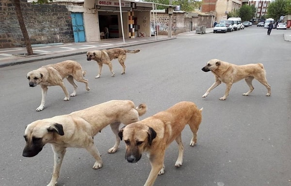 Hayvanları Koruma Kanunu'nda Değişiklik Yapılmasına Dair Kanun Teklifi TBMM Başkanlığı'na sunuldu.