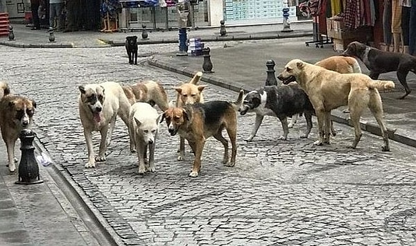 Sahipsiz sokak hayvanlarına yönelik yeni düzenlemeler içeren kanun teklifi, sokak hayvanlarına ötanazi uygulanması için yerel yönetimlere yetki verilmesini kapsıyor.