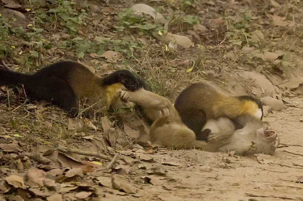 15. Sansarlar bir Rhesus'u parçalara ayırıyor.