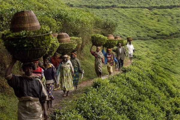 Yaklaşık 10 milyon seçmenin kayıtlı olduğu Ruanda'da dün yaklaşık 2 bin 500 kişi cumhurbaşkanını seçmek üzere sandığa gitti.