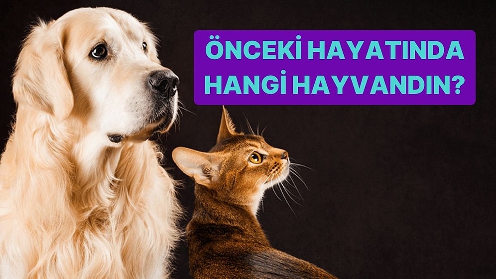 Önceki Hayatında Hangi Hayvandın?