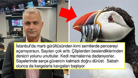 Köpeklerden Sonra Martılar Dert Oldu: Martılardan Rahatsız Olan Gazeteci Tepkilerin Odağında