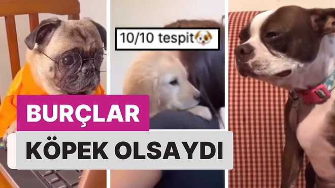 Burçlar Bir Köpek Olsaydı Hangi Köpek Olurdu?