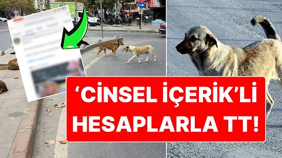 Foyaları Ortaya Çıktı: Hayvan Düşmanları Cinsel İçerikli Hesaplarla İşte Böyle TT Yapıyorlar!