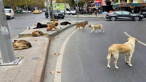 Sokak hayvanlarına yönelik yasa tasarısı gündemin üst sıralarında kendine yer bulmaya devam ediyor.