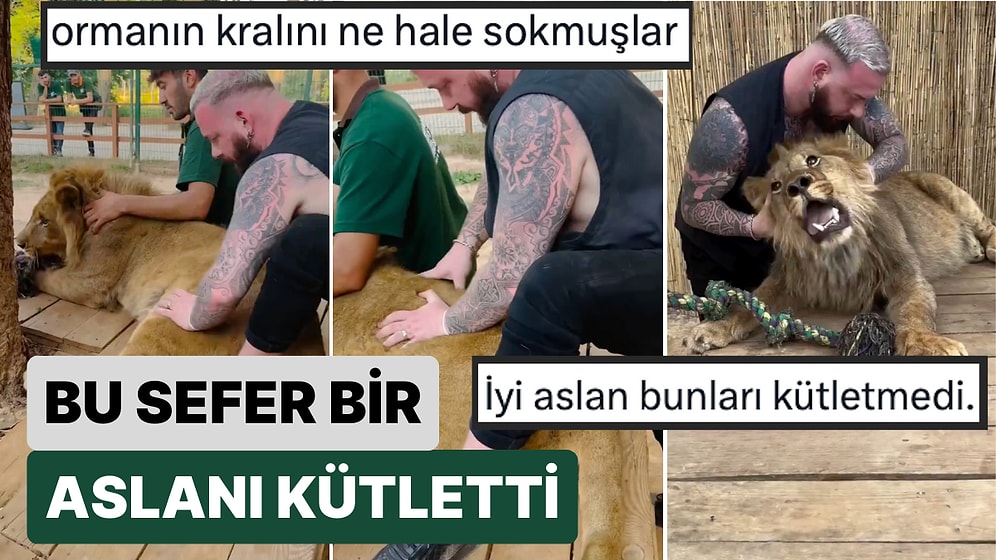 Bu Nasıl Cesaret? Hayvanlara Kayropraktik Tedavi Uygulayan Doktor Bu Sefer de Bir Aslanı Kütletti