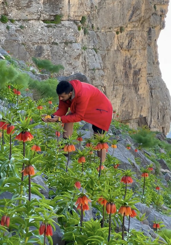 hasanugun_official adlı Instagram profilinden Şırnak dağlarında yetişen ters laleleri kayda alan Hasan Uğun adlı vatandaş, izleyicilere adeta görsel şölen yaşattı.