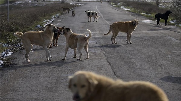 Hükümetin hazırlığı sokak hayvanları yasa tasarısı Meclis’te komisyondan geçerken, sokak köpekleriyle ilgili yaşananlar da kan dondurmaya devam ediyor.