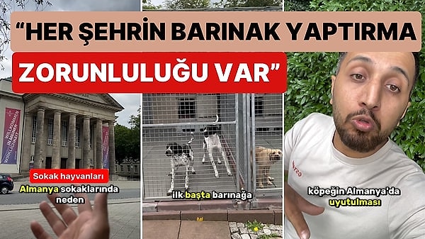 Almanya'da Yaşayan Gurbetçi Tüm Detayları Paylaştı: Almanya Sokak Köpekleri ile İlgili Nasıl Bir Yol İzliyor?