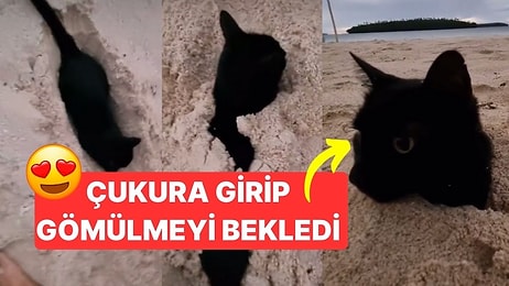 Sahilde Kazılan Çukurun İçine Girip Gömülmeyi Bekleyen Sevimli Kedi İzleyenlere Keyifli Anlar Yaşattı