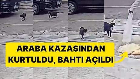 Araba Kazasından Son Anda Kurtuldu, Bahtı Açıldı! Kedinin Önüne Bir Poşet Tavuk Döküldü