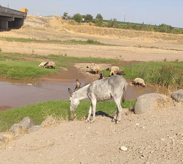 Durumu fark eden çevredekiler, eşeğe yem ve su verip, belediye ekiplerine ihbarda bulundu. Bölgeye gelen ekipler, yavru eşeği gömüp, anne eşeği ise veteriner kontrolünün ardından sahibine ulaştırdı.